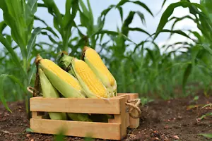 50 Yellow JUBILEE CORN Sweet Corn Zea Mays Vegetable Seeds - Picture 1 of 7
