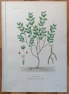 Dupuis Originaldruck Botanik Regne Vegetal Brechwurzel 1870 - Picture 1 of 1