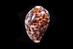Seashells-  Cypraea tigris (Nice deformed freak) - 59mm - Picture 1 of 5