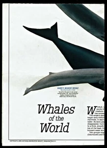 ⫸ 1976-12 December WHALES OF THE WORLD National Geographic Map Migration - A3 - Picture 1 of 3
