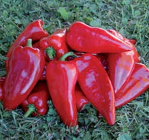 SWEET PEPPER KURTOVSKA KAPIJA - OLD SERBIAN VARIETY (200 SEEDS) - Picture 1 of 3