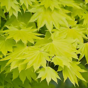 Acer shirasawanum 'Aureum' | Japanese Maple Deciduous Garden Plant Tree In Pot - Picture 1 of 18