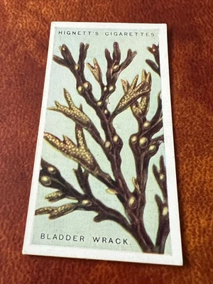 Hignett Bros - Common Objects of the Sea Shore 1924 #25 Bladder Wrack - Image 1 of 2