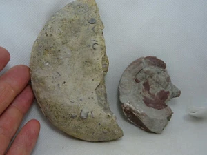 Secciones Ammonite carbonifero Leon España fosil carboniferous Goniatites GAS - Imagen 1 de 8