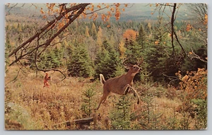 Postkarte Muskoka Ontario Kanada Hirschbock läuft vor Jäger - Bild 1 von 2