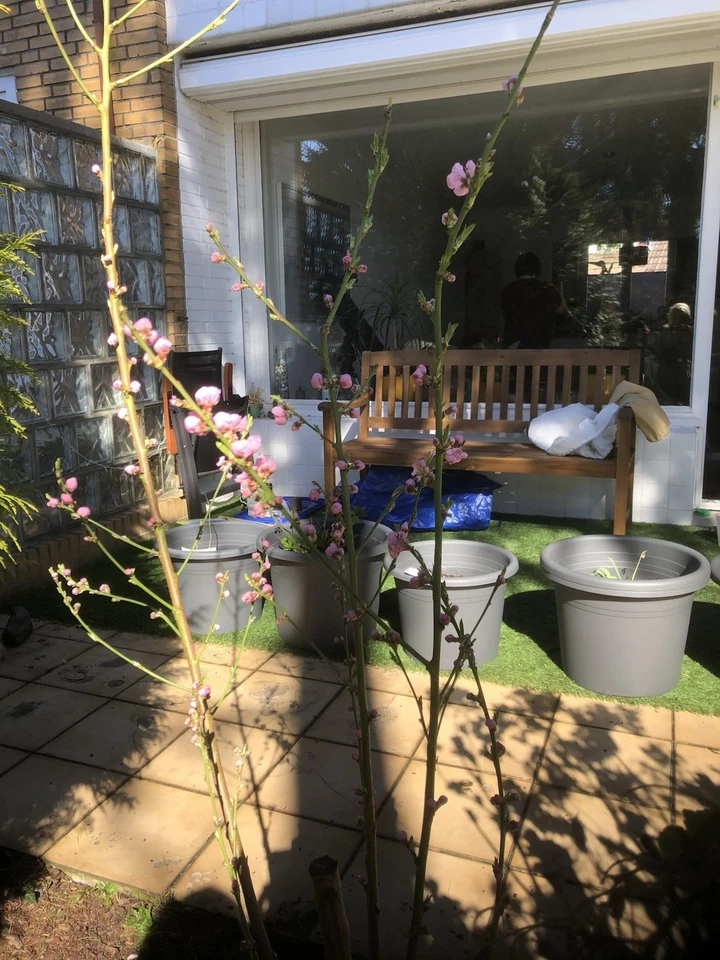 Fußball-Legende Uwe Seeler: Original Requisite-Holzbank aus TV-Doku (2021) - Bild 1 von 1