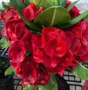 Euphorbia Milii NEW MILLIONAIRE Crown of Thorns Thai Corona d’Cristo XL Bloom - Picture 1 of 8