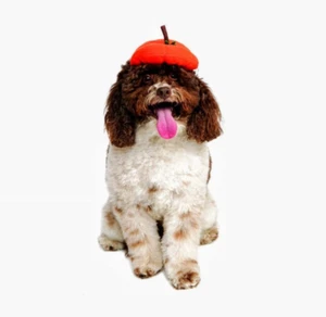 Rubie's Pet Shop Boutique Halloween Hüte für Hunde - Kürbis Baskenmütze Größe M/L - Bild 1 von 5