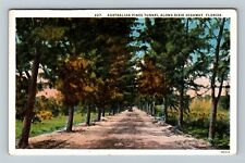 Dixie Highway, Fl-Florida, Tunnel Of Australian Pines, Vintage Postcard
