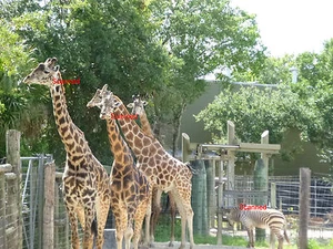 2015 Tampa Florida LOWRY PARK ZOO - Picture 1 of 1