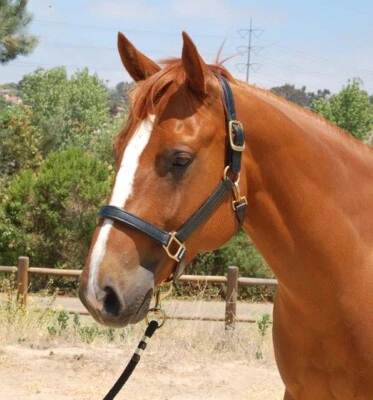 Halter de cuero de doma Mary's con herrajes de latón macizo Foto 1 de 2