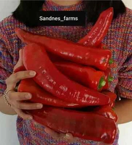 GIANT CHILLI BANANA 20 SEEDS, HUGE!!!!, Grown in Qld Australia, SEEDS, - Picture 1 of 2