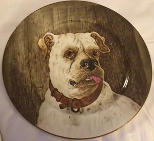 Boxer Dog Plate Cauldon - Picture 1 of 4