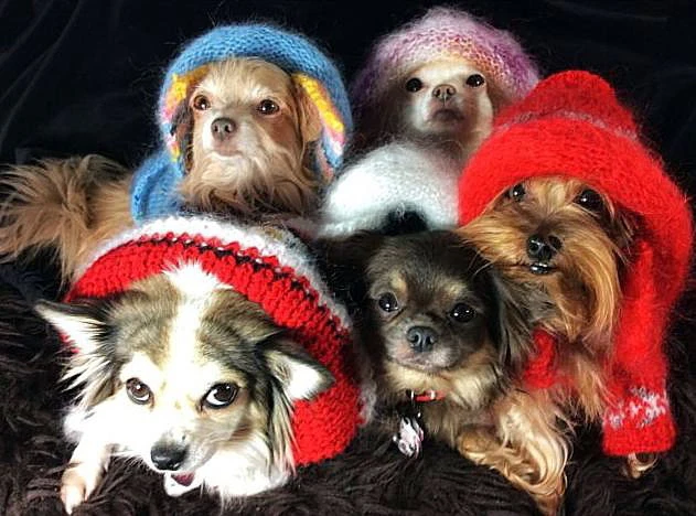 Extra Small Size Hand Made Dog Sweater Cable Hoodie Chihuahua - Image 1 of 1