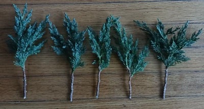 5 x Pre Bonsai  Juniper 6 to 8 inch"  Green mound Juniper cuttings - Image 1 of 4