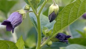 10 SAMEN VON BELLADONNA - ATROPA BELLADONNA - Bild 1 von 1