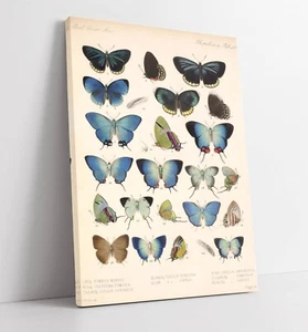 BLAUER PAPILLION SCHMETTERLING VINTAGE POSTER - TIEF GERAHMTER LEINWANDKUNSTDRUCK - Bild 1 von 2