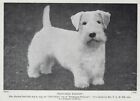 Sealyham Terrier "Ranger" - 1934 Vintage Dog Art "Photo" Print Custom Matted