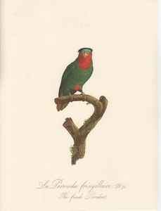 BARABAND PARROT PRINT / #534 / FINCH PARAKEET / PLATE G3 / 10" X 12" - Bild 1 von 1
