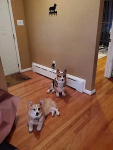 CORGI Galés Pembroke Perro Correa Colgador Metal Pared Llavero Soporte 5 Ganchos - Imagen 1 de 6