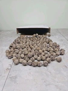 150+ Capped MN Burr Oak Acorns 2025. Float Tested Insuring No Insect Damage. - Picture 1 of 4