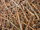 Écorce de vigne vigne fines bandes décor artisanat nid de rat de compagnie -0,88 lb