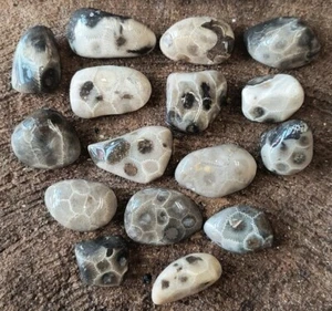 16 SMALL Beautiful Unpolished PETOSKEY STONES Michigan fossil jewelry 1" B2 - Picture 1 of 11