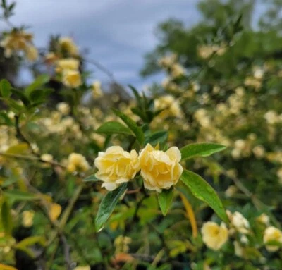 Climbing Rose Rosa Lady Banks Yellow Live Starter Plant Semi Dormant   - Image 1 of 4