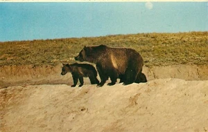 AK Grizzly Mutter Jungtier Bären Yellowstone Nationalpark unbespielt - Bild 1 von 2