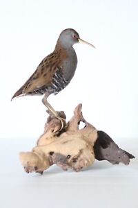 Taxidermy - Water Rail (Rallus aquaticus) with permit - not CITES