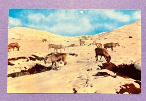 Renne nei Cairngorms, Scozia cartolina d'epoca paesaggio naturale - Foto 1 di 2