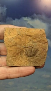 Britischer Trilobit Ogyginus corndensis​ Heckteil, Wales. Wie abgebildet. Verpackt. - Bild 1 von 6