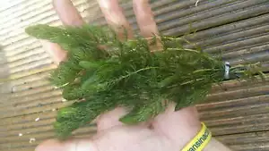 Ceratophyllum Demersum - oxygen plant - pond plant - water plant - OX003 - Picture 1 of 2