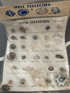EXTREMELY RARE Japanese Shell Collection 1960’s - Picture 1 of 7