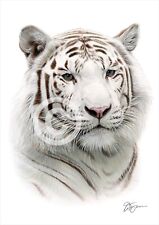 WHITE TIGER colour pencil drawing print A4 / A3 signed by UK artist artwork
