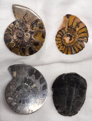 Lote De Colección De 4 Colgantes Fósiles De AMONITA y Elrathia kingii para Corbata Bolo, Sin Cuerda Foto 1 de 4