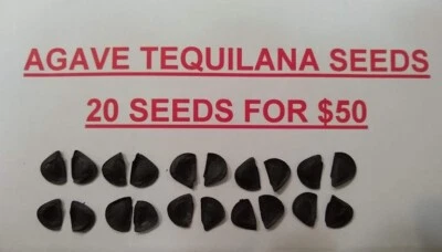AGAVE TEQUILANA AZUL WEBER BLUE AGAVE SEEDS 20 FOR $50 VERY VIABLE  - Image 1 of 4