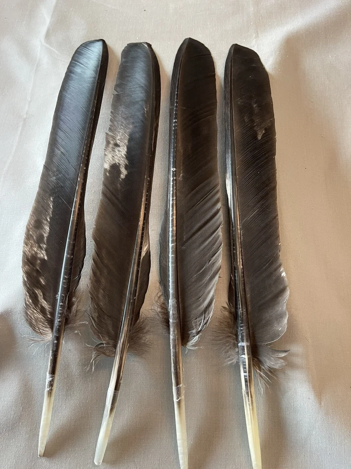 12 - Plumas Ala Primaria Pavo Español Negro Grado #1 Foto 1 de 1