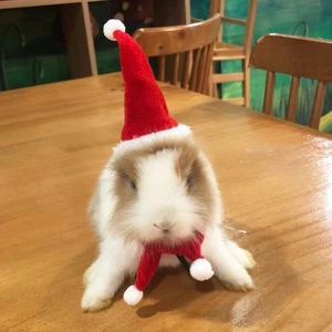 1 Juego Sombreros de Reptil con Bufanda Vacaciones Vestir Suave Navidad Lagarto Santa Sombrero  - Imagen 1 de 15