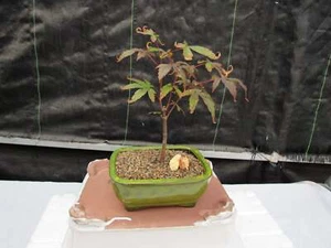 Small Red Japanese Maple Bonsai Tree - Picture 1 of 8