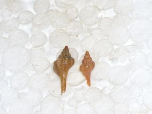 BOLINUS BRANDARIS JUVENILE TOLLES PAAR - Bild 1 von 2