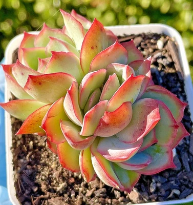 Rare Succulent Echeveria Pulidonis Rooted Live Plant 2.5-Inch 3-Head Decor Gift - Image 1 of 4