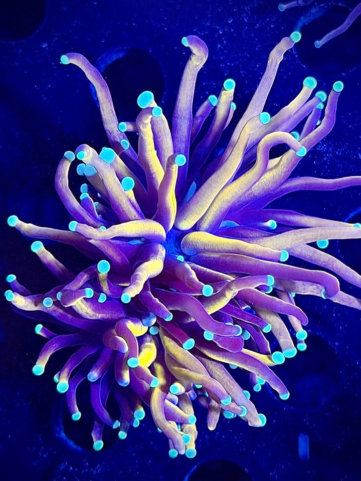 Antorcha de tigre doble cabeza CK Wysiwyg live coral frag Foto 1 de 1