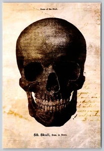 AK Mensch Schädel Skelett Anatomie Biologie Wissenschaft Illustration Medizin - Bild 1 von 2