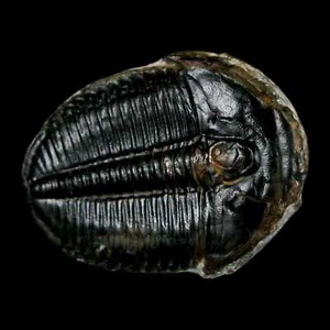 1.2" Elrathia Kingi Trilobite Fossil Utah Cambrian Age 521 Million Years Old COA - Picture 1 of 6