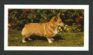 CORGI WELSH PEMBROKE CORGI 1961 HORNIMANS TEA COLLECTABLE DOG TRADE CARD #41 - Picture 1 of 2