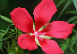RARE Swamp Hibiscus (Hibiscus coccineus) 15 Seeds, Organic - Picture 1 of 2