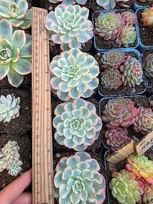 Imported Nana Var. succulent 1pc - Image 1 of 3