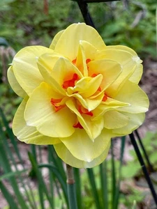 PRE ORDER - Beauvallon Double Daffodil Bulbs - Perfect For Naturalizing - Picture 1 of 2