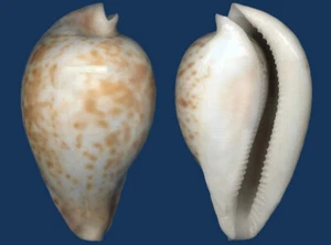 Shell Cypraea hesitata L Seashell - Imagen 1 de 2